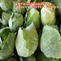 【送料無料】【産地厳選】低農薬キャベツ1箱大きさお任せ約10kg(北海道沖縄別途送料加算)きゃべつ/千切り/業務/種/苗/やみつきキャベツ/塩だれキャベツ/サラダ/お歳暮/歳暮/サラダ/野菜/葉物野菜/ギフト/おうち時間/巣ごもり消費/ダイエット/健康/自炊/食品ロス