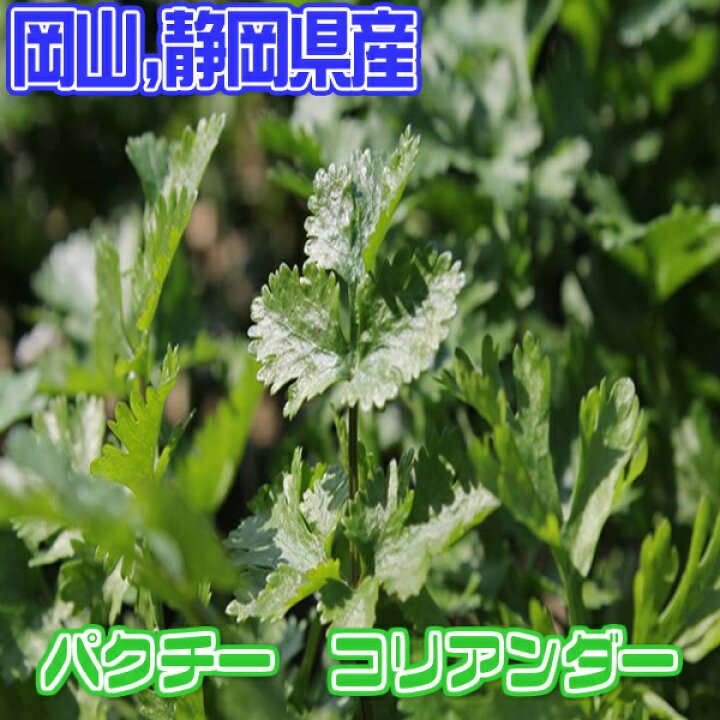 楽天市場 送料別 岡山 静岡県産 パクチー コリアンダー 香菜 1束100g 野菜詰め合わせセットと同梱で送料無料 送料は注文後に個数によって変動 808青果店 楽天市場 送料別 岡山 静岡県産 パクチー コリアンダー 香菜 1束100g 野菜詰め合わせセットと同梱で送料無料 送料は注文後に個数によって変動 808青果店