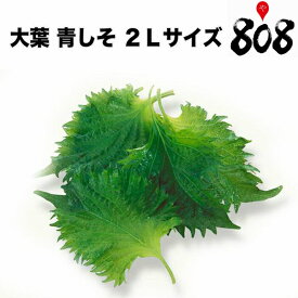 【送料別】【愛知県産】大葉 青しそ あおじそ 2Lサイズ 1パック約100g　100枚入【野菜詰め合わせセットと同梱で送料無料】【送料は注文後に個数によって変動】