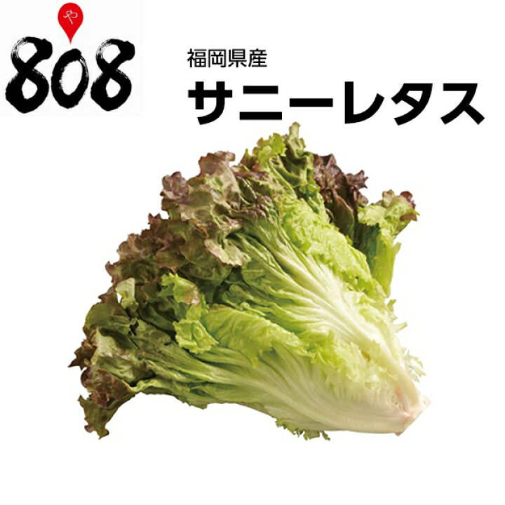 楽天市場】【送料別】【福岡県産】サニーレタス 1パック 約300g【野菜 