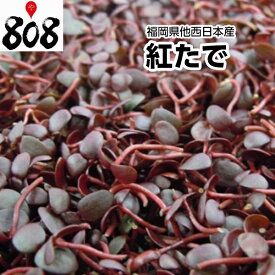 【送料別】【西日本産】紅立 1パック 約40g【野菜詰め合わせセットと同梱で送料無料】