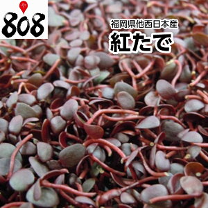 yʁzy{Yzg 1pbN 40gy؋lߍ킹ZbgƓőz