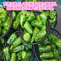 ������̵���ۡ������ܻ��������� �ԡ��ޥ� 1Ȣ ��4.5kg(�̳�ƻ�������������û�)��ͭ/������/������/�辰����/��Ϸ����/������/�ԡ��ޥ�����ͤ�/����/�渵/���渵/������/����/���ʼ�/�ԡ��ޤ�/