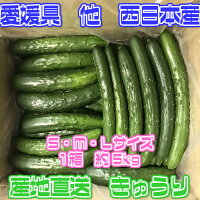 【送料無料】【宮崎県愛媛県他西日本産】産地直送きゅうり1箱約5kg入(北海道沖縄別途送料加算)野菜宅配/母の日/冷やしきゅうり/漬物/キムチ/歳暮/レシピ/巣ごもり/おうち時間/食品ロス