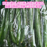 【送料無料】【宮崎県愛媛県他西日本産】産地直送きゅうり1箱約5kg入(北海道沖縄別途送料加算)野菜宅配/母の日/冷やしきゅうり/漬物/キムチ/歳暮/レシピ/巣ごもり/おうち時間/食品ロス