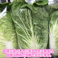 ������̵���ۡڻ��ϸ�����������1Ȣ6��������15kg(�̳�ƻ�������������û�)�Ϥ�����/�����/��ʪ/��Ϸ����/�����/��ʪ/������/����/�����/