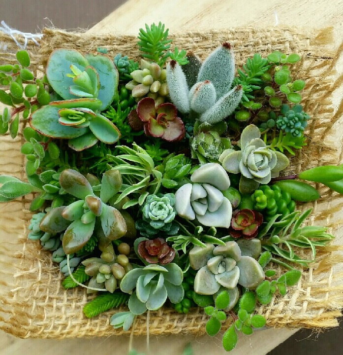 楽天市場】多肉植物！！！もりもり カット苗 セット 七福神 子持ち蓮華 