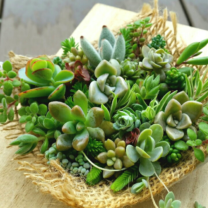 楽天市場】多肉植物！！！もりもり カット苗 セット 七福神 子持ち蓮華 