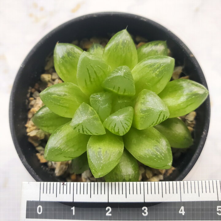 楽天市場】多肉植物 光るオブツーサ 抜き苗 : ハナミドリ 楽天市場店