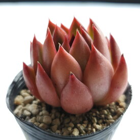 多肉植物　ルブラ