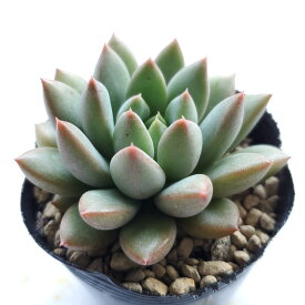 多肉植物　ショコラ