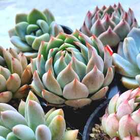 多肉植物　エケベリア　3種類セット