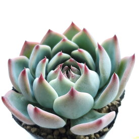 多肉植物　桃太郎
