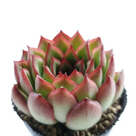 多肉植物　アルケイン