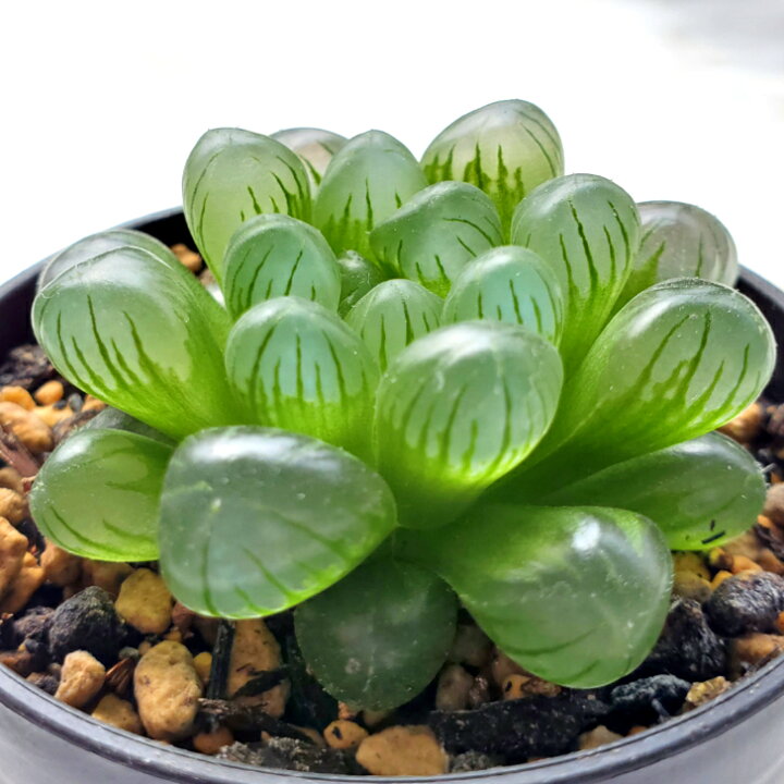 楽天市場】多肉植物 ハオルチア オブツーサ 雫石 : ハナミドリ 楽天市場店