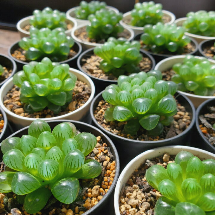 楽天市場】多肉植物 ハオルチア オブツーサ 雫石 : ハナミドリ 楽天市場店