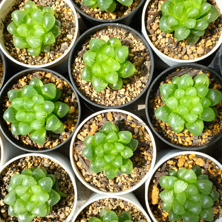 楽天市場】多肉植物 ハオルチア オブツーサ 雫石 : ハナミドリ 楽天市場店