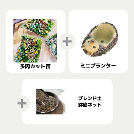 多肉植物！！！もりもり　カット苗　ミニプランター　セット　　初心者向け　小さめ　ちまちま