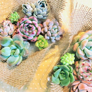 多肉植物!!!もりもり カット苗 セット 七福神 子持ち蓮華 セダム など 初心者向け 小さめ ちまちま