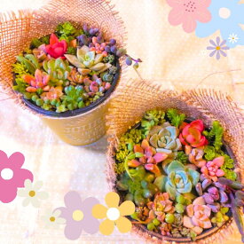 ギフト用　多肉植物 寄せ植えセット（鉢＆土＆麻布付き）　　小さくて可愛らしい多肉植物