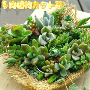 観葉植物 多肉植物 苗の人気商品 通販 価格比較 価格 Com