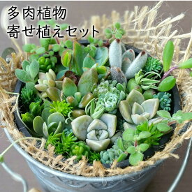 多肉植物！！　寄せ植えセット　(鉢&土&麻布セット)　ギフト　カット苗　七福神　トップスプレンダー　白雪ミセバヤ など　初心者向け　小さめ