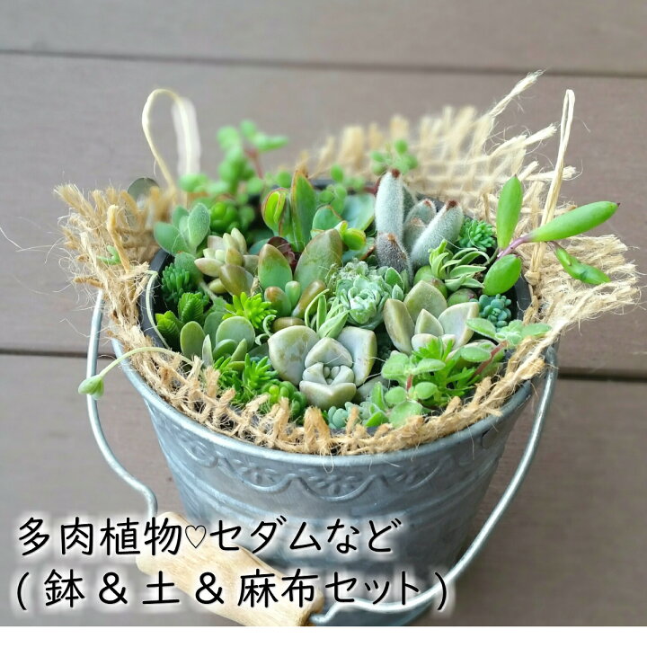 楽天市場】多肉植物！！ 寄せ植えセット (鉢&土&麻布セット) ギフト 