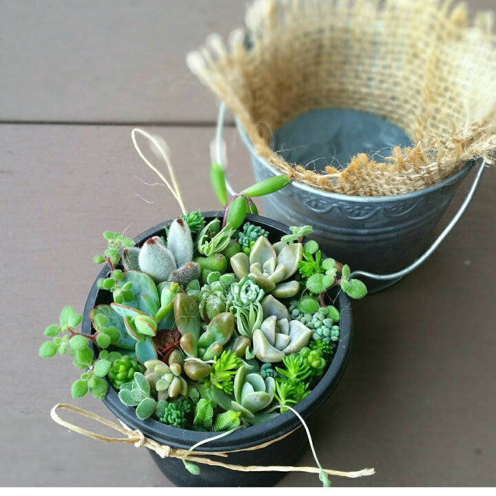 楽天市場】多肉植物！！ 寄せ植えセット (鉢&土&麻布セット) ギフト 