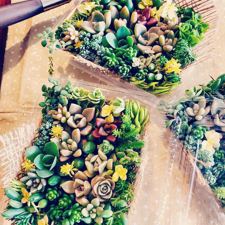 楽天市場】多肉植物！！！もりもり カット苗 セット 七福神 子持ち蓮華 