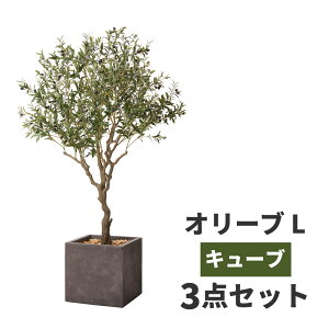 観葉植物 オリーブの木の人気商品 通販 価格比較 価格 Com