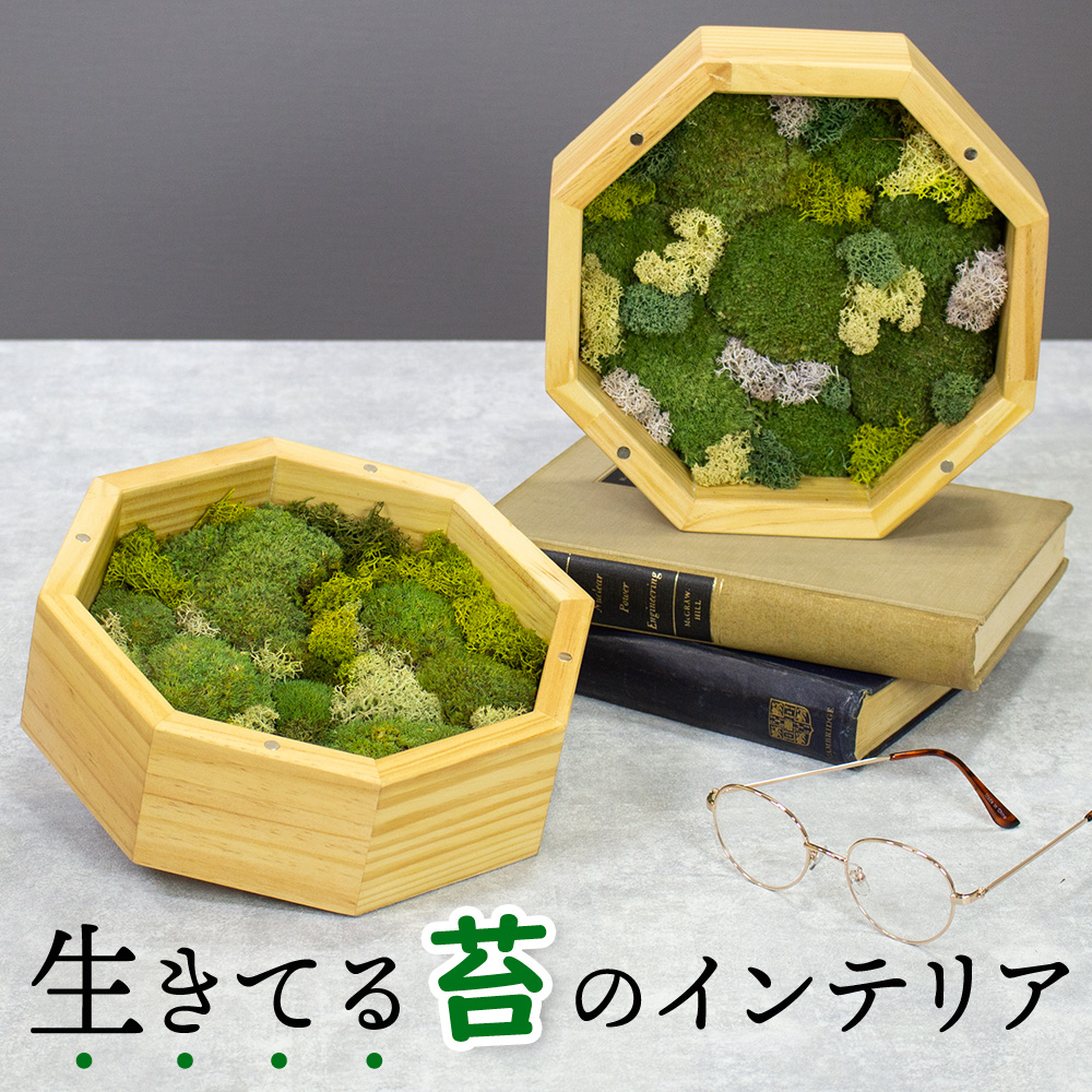 楽天市場】日本製 苔 モス パネル 天然木 壁掛け 八角形 デザイン 卓上