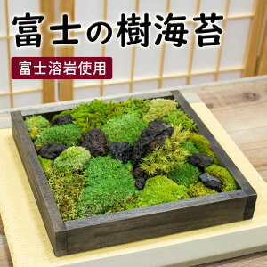 苔 盆栽の人気商品 通販 価格比較 価格 Com