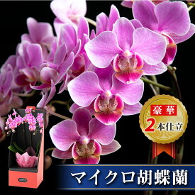 ミニ 胡蝶蘭 マイクロ サイズ 2株ボックス 鉢植え 花 生花 鉢花 3号鉢 インテリア お祝い 開店 開院 御礼 就任 退職 供花 新築 誕生日 長寿 祝い サロン ショップ お店 オフィス オーキッド 洋蘭 かわいい プレゼント ギフト おしゃれ