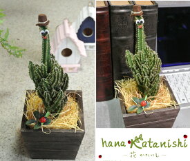 楽天市場 冷蔵庫 一人暮らし 赤 花 観葉植物 花 ガーデン Diy の通販