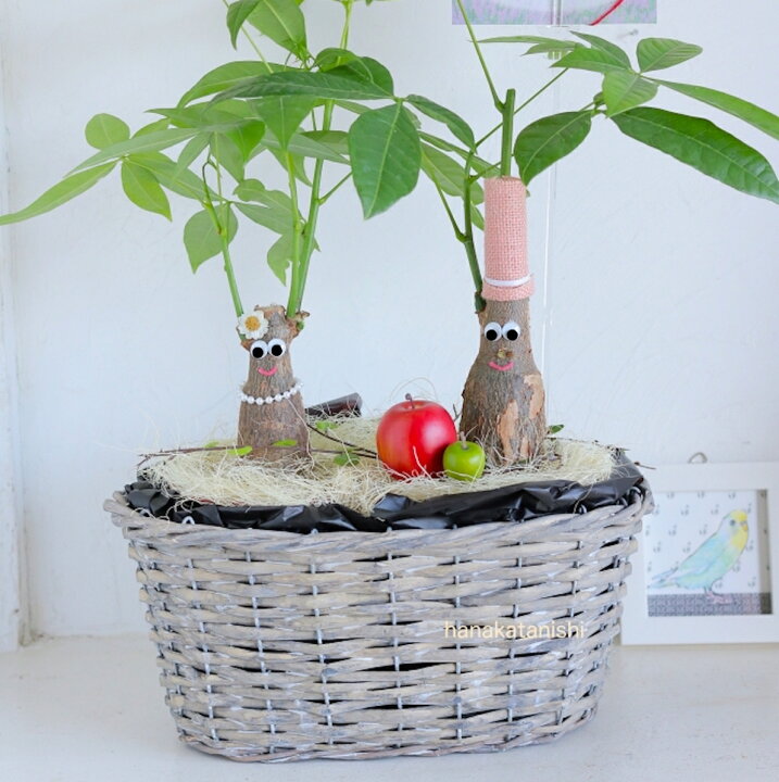 楽天市場 バレンタインデー 癒しの笑顔シリーズ アダムとイヴの仲良しパキラ リンゴ アップル おしゃれ 育てやすくてかわいい観葉植物 他にはないインテリアグリーン 円満 成長を楽しむ室内用植物 変わった植物 贈り物 ギフト 楽しい 嬉しい 喜ばれる