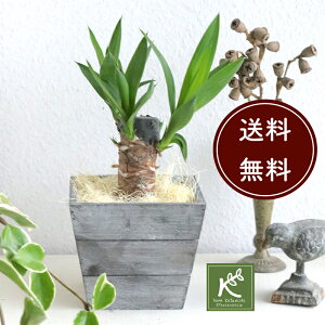 観葉植物 プレゼント 男性の通販 価格比較 価格 Com