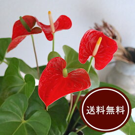 ハート型の花 歓送迎 母の日 プレゼント《空気清浄力 最強》育てやすい 観葉植物 アンスリウム 花鉢 トロピカル 南国 変わった 花 個性的 観葉植物 マイナスイオン 鉢 簡単 誕生日 還暦 ギフト 男性 女性 結婚記念日 お見舞い お祝い 新築祝い 送料無料 スタイリッシュ