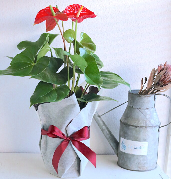 楽天市場 空気清浄力 最強 ハート ホワイトデー 送別会 母の日 観葉植物 アンスリウム 花鉢 6号鉢 育てやすい トロピカル 南国 変わった 花 個性的 観葉植物 マイナスイオン 鉢 簡単 誕生日 還暦 プレゼント 男性 女性 結婚記念日 お見舞い お祝い 新築祝い 送料 楽天市場 空気清浄力 最強 ハート ホワイトデー 送別会 母の日 観葉植物 アンスリウム 花鉢 6号鉢 育てやすい トロピカル 南国 変わった 花 個性的 観葉植物 マイナスイオン 鉢 簡単 誕生日 還暦 プレゼント 男性 女性 結婚記念日 お見舞い お祝い 新築祝い 送料