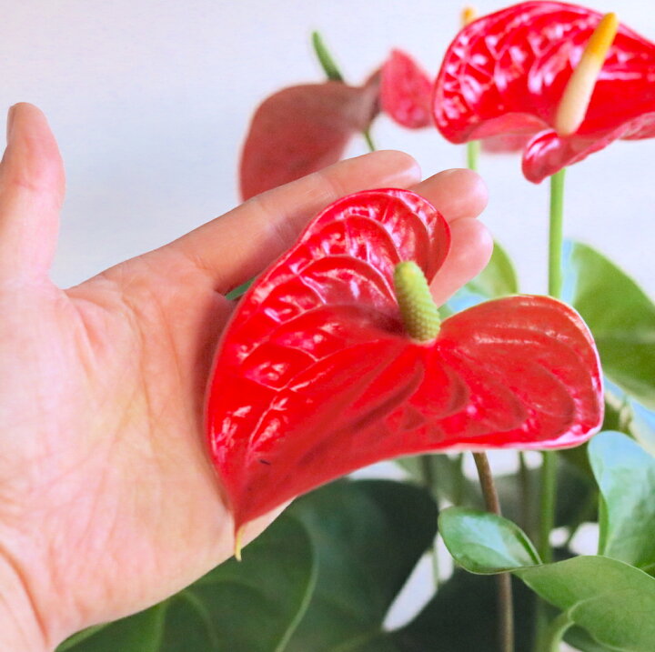 楽天市場 空気清浄力 最強 ハート ホワイトデー 送別会 母の日 観葉植物 アンスリウム 花鉢 6号鉢 育てやすい トロピカル 南国 変わった 花 個性的 観葉植物 マイナスイオン 鉢 簡単 誕生日 還暦 プレゼント 男性 女性 結婚記念日 お見舞い お祝い 新築祝い 送料 楽天市場 空気清浄力 最強 ハート ホワイトデー 送別会 母の日 観葉植物 アンスリウム 花鉢 6号鉢 育てやすい トロピカル 南国 変わった 花 個性的 観葉植物 マイナスイオン 鉢 簡単 誕生日 還暦 プレゼント 男性 女性 結婚記念日 お見舞い お祝い 新築祝い 送料