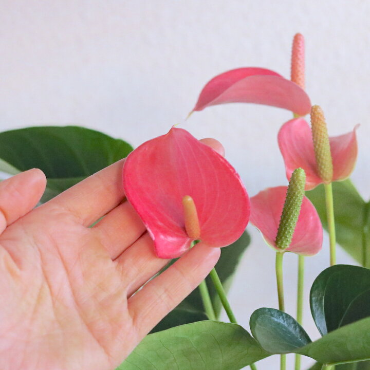 楽天市場 空気清浄力 最強 育てやすい 母の日 プレゼント 観葉植物 アンスリウム 花鉢 6号鉢 トロピカル 南国 変わった 花 個性的 観葉植物 マイナスイオン 鉢 簡単 誕生日 還暦 ギフト 男性 女性 結婚記念日 お見舞い お祝い 新築祝い 送料無料 スタイリッシュ