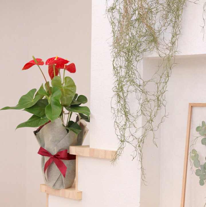 楽天市場 空気清浄力 最強 ハート ホワイトデー 送別会 母の日 観葉植物 アンスリウム 花鉢 6号鉢 育てやすい トロピカル 南国 変わった 花 個性的 観葉植物 マイナスイオン 鉢 簡単 誕生日 還暦 プレゼント 男性 女性 結婚記念日 お見舞い お祝い 新築祝い 送料 楽天市場 空気清浄力 最強 ハート ホワイトデー 送別会 母の日 観葉植物 アンスリウム 花鉢 6号鉢 育てやすい トロピカル 南国 変わった 花 個性的 観葉植物 マイナスイオン 鉢 簡単 誕生日 還暦 プレゼント 男性 女性 結婚記念日 お見舞い お祝い 新築祝い 送料