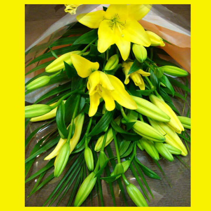 楽天市場 誕生日ギフトにも 年始 優しい香り 生花 黄色いユリ イエローリリーの花束 花屋 花束 黄色い花 金運 風水 縁起の良い ギフト 誕生日 敬老の日 還暦 プレゼント 女性 結婚記念日 見舞い 祝い 新築祝い 京都花屋 花かたにし 楽天市場 誕生日ギフトにも 年始 優しい香り 生花 黄色いユリ イエローリリーの花束 花屋 花束 黄色い花 金運 風水 縁起の良い ギフト 誕生日 敬老の日 還暦 プレゼント 女性 結婚記念日 見舞い 祝い 新築祝い 京都花屋 花かたにし