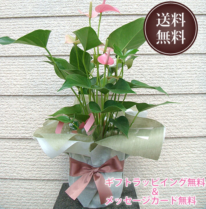 楽天市場 空気清浄力 最強 育てやすい 母の日 プレゼント 観葉植物 アンスリウム 花鉢 6号鉢 トロピカル 南国 変わった 花 個性的 観葉植物 マイナスイオン 鉢 簡単 誕生日 還暦 ギフト 男性 女性 結婚記念日 お見舞い お祝い 新築祝い 送料無料 スタイリッシュ