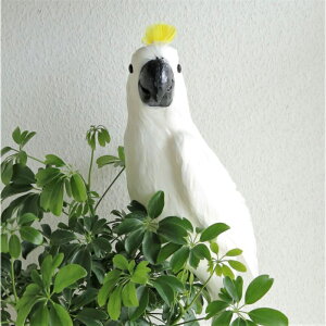 sAt Lo^ nN^CIE zCg H F CG[ rbO o[h tFCN CeA Ƃ  g bild D RNV ̒u pbg ̂炵  