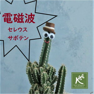 観葉植物 セレウスの人気商品 通販 価格比較 価格 Com 観葉植物 セレウスの人気商品 通販 価格比較 価格 Com