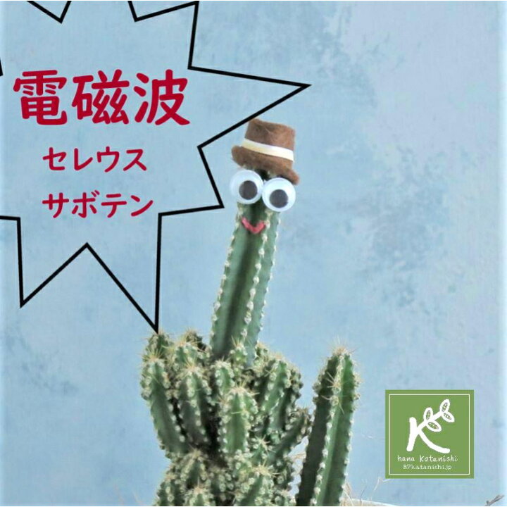 楽天市場 サボテン 電磁波対策 救世主現る 観葉植物の定番 かわいいサボテン セレウス ペルヴィアヌス サプライズ ウケ狙い いきもの ナサ 変わった植物 インテリア グリーン 小さめ 育てやすい 花屋 花 本物 サボテン 観葉植物 多肉植物 鉢 ギフト 誕生日 還暦