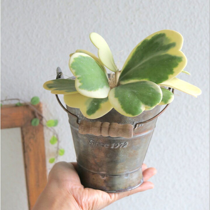 楽天市場 育てやすい プレゼント 多肉植物のハートホヤカーリー 生まれる葉っぱはすべてハート型アンティーク風なブリキの器付きインテリアグリーン 多肉植物 ホヤ ラブハート 植物ギフト 観葉植物 サボテン 枯れにくい かわいい ギフト 誕生日 プレゼント ハート