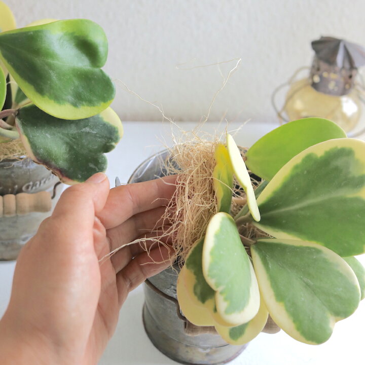 楽天市場 育てやすい プレゼント 多肉植物のハートホヤカーリー 生まれる葉っぱはすべてハート型アンティーク風なブリキの器付きインテリアグリーン 多肉植物 ホヤ ラブハート 植物ギフト 観葉植物 サボテン 枯れにくい かわいい ギフト 誕生日 プレゼント ハート