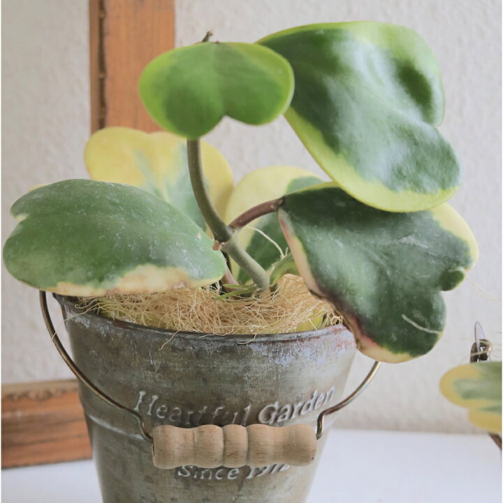 楽天市場 バレンタインデー 大本命 多肉植物のハートホヤカーリー 生まれる葉っぱはすべてハート型アンティーク風なブリキの器付きインテリアグリーン 多肉 植物 ホヤ ラブハート 植物ギフト 観葉植物 サボテン 枯れにくい かわいい ギフト 誕生日 プレゼント ハート