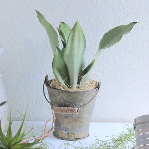 珍しい 花 プレゼント 観葉植物の人気商品 通販 価格比較 価格 Com